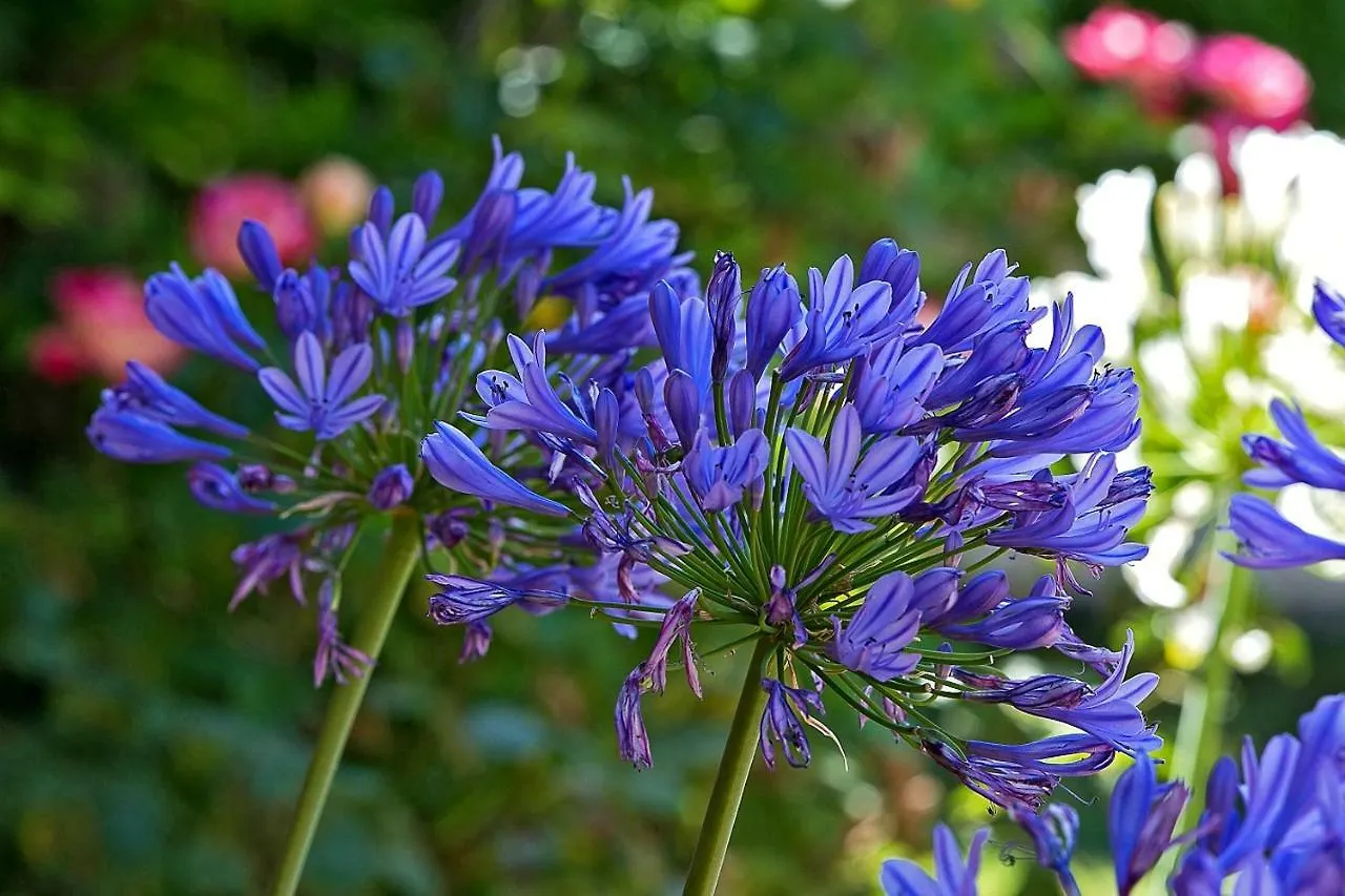 Blue And White Nile Villa Adelaide Australia